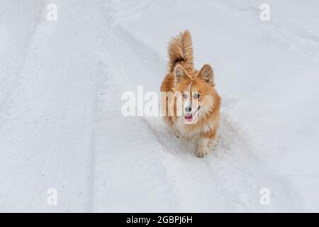 Wales Corgi Pembroke fluffy runs through the snow on a cold winter day Stock Photo
