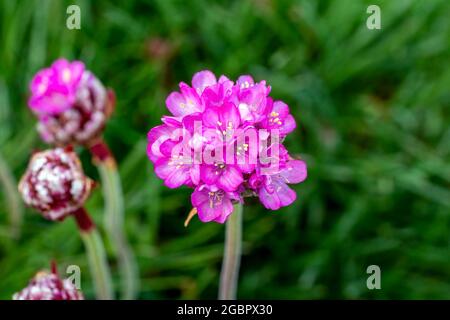 Armeria maritima a spring summer flowering plant with a pink springtime flower commonly known as sea thrift, stock photo image Stock Photo