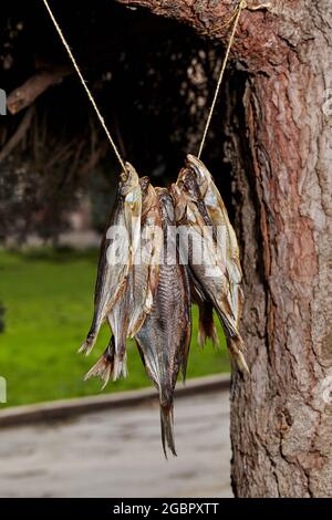 Bundle of dried fish hanging from rope on tree branch Stock Photo
