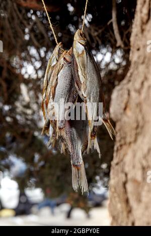 Dried salted roach fish hanging on rope on tree branch Stock Photo