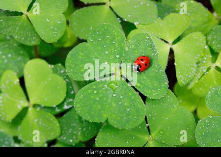 zoology, insects (Insecta), seven-spotted lady beetle on clover, Switzerland, NO-EXCLUSIVE-USE FOR FOLDING-CARD-GREETING-CARD-POSTCARD-USE Stock Photo