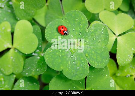 zoology, insects (Insecta), seven-spotted lady beetle on clover, Switzerland, NO-EXCLUSIVE-USE FOR FOLDING-CARD-GREETING-CARD-POSTCARD-USE Stock Photo