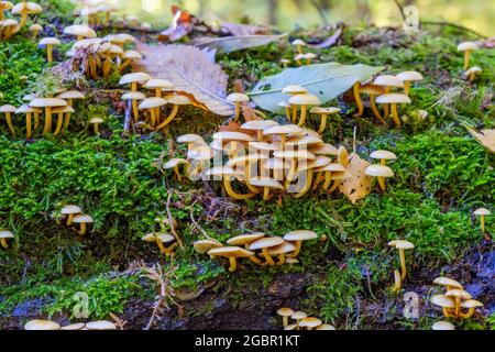 Mushrooms on a log in the forest Stock Photo