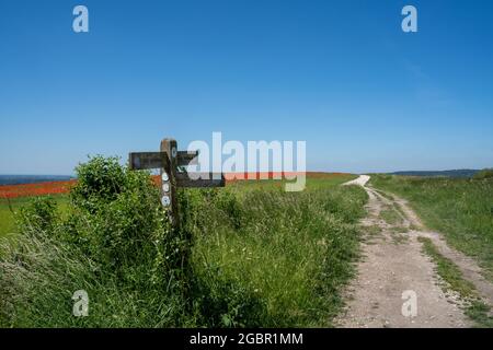 Public footpath sign up by the Trundle at Goodwood in the South Downs next to a field of poppies. Stock Photo