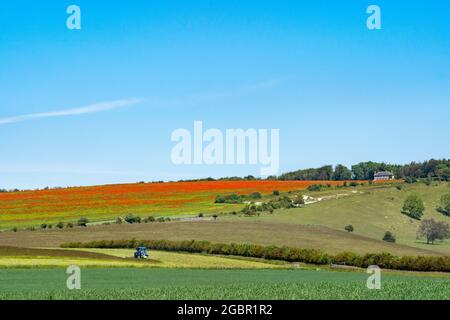 A field of poppies amongst a flax field on the Trundle at Goodwood in the South Downs. Stock Photo