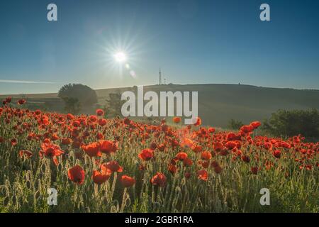 Poppies at sunrise amongst a flax field on the Trundle in the South Downs  at Goodwood near Chichester Stock Photo