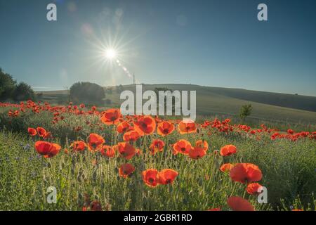 Poppies at sunrise amongst a flax field on the Trundle in the South Downs at Goodwood near Chichester Stock Photo