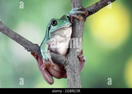 tree frog perched on a branch, dumpy frog Stock Photo