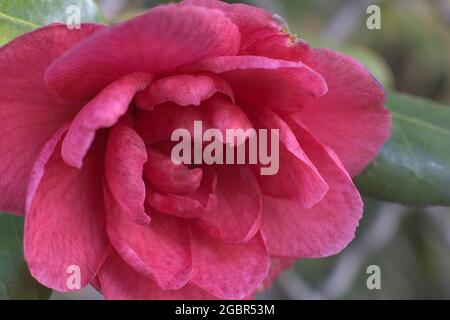 Red blooming flower close up photo Stock Photo