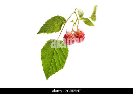 Branch of red raspberries with green leaves on white background, isolated. Copyspace for text Stock Photo