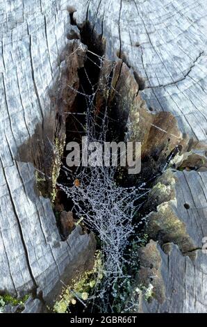 Micro Valley in a old tree stump with a spiders web inside it. Stock Photo