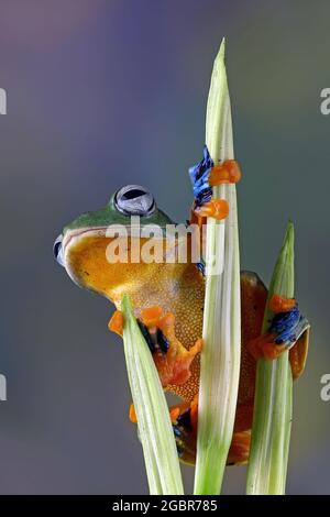 Wallace Flying Frog on a branch, Kalimantan, Borneo, Indonesia Stock ...
