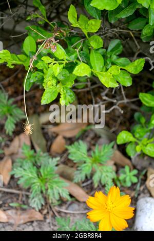 A closeup shot of fresh green leaves during the daytime in garden Stock Photo