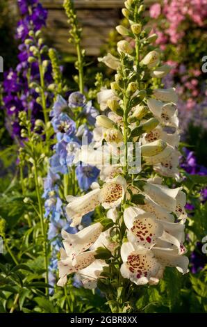 Cottage garden flowers Stock Photo