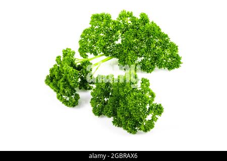 Fresh Greenery. Sprigs of curled parsley on a white background. Stock Photo
