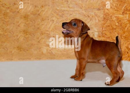 The puppy looks up attentively. A small puppy in a doghouse. A charming mini pinscher puppy. The baby is a pet.  Stock Photo