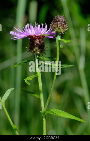 Common or Black Knapweed - Centaurea nigra, flower & bud rayed form Stock Photo