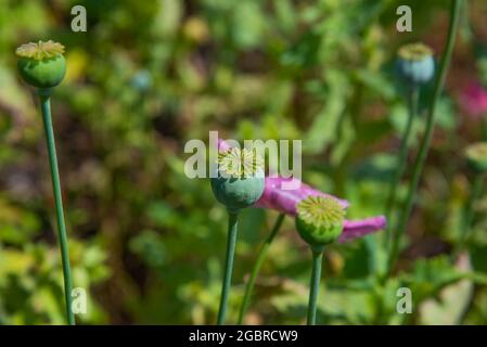 Poppy seed heads in summer. Papaver somniferum, commonly known as the opium poppy or breadseed poppy, is a species of flowering plant in the family Pa Stock Photo