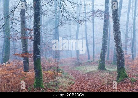 Pathway through a Forest in Autumn with a lot of Fog in Normandy Stock Photo