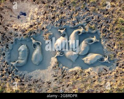 Top view of water buffaloes bathing in mud Stock Photo