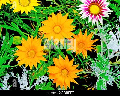 Beautiful pattern of orange sunflower type bloom covered in early morning dewdrops Stock Photo