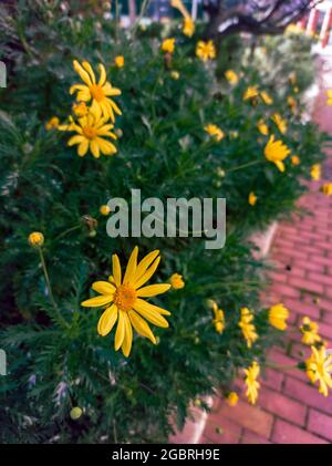 Shrub with yellow daisies next to a reddish brick road on a sunny winter day. Selective focus Stock Photo