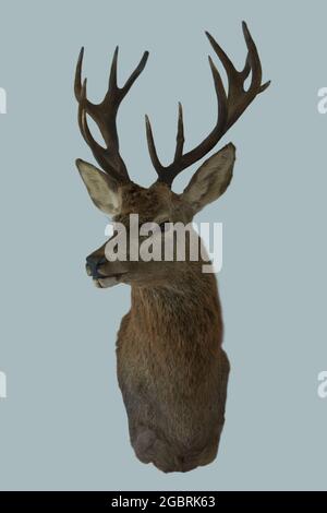 Close-up of head of deer, capreolus, buck isolated on white background. Stock Photo