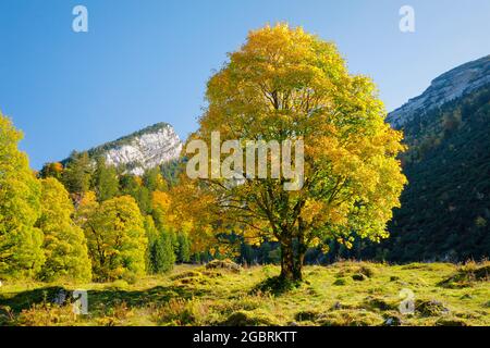 geography / travel, Switzerland, Celtic maple, Acer pseudoplatanus, NO-EXCLUSIVE-USE FOR FOLDING-CARD-GREETING-CARD-POSTCARD-USE Stock Photo