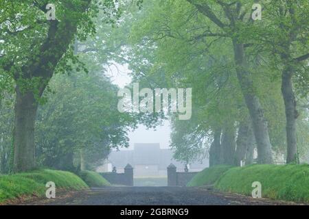 Foggy morning in spring at this old path to a manor in Normandy, France Stock Photo