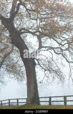 Old oak tree and fence on a foggy autumn day somewhere in France Stock Photo