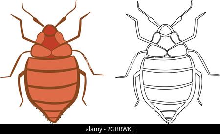 Bedbug or Cimex lectularius Vector Illustration Fill and Outline Isolated on White Background. Insects Bugs Worms Pest and Flies. Pest Control Busines Stock Vector