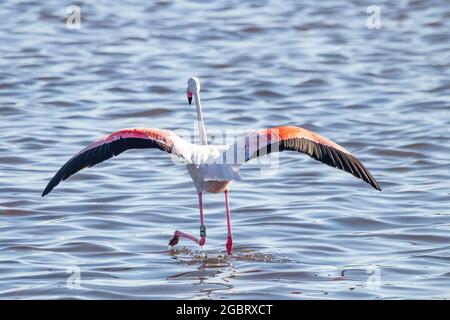 Greater flamingo (Phoenicopterus roseus) running to start the flight in the Marismas del Odiel Natural Park, Huelva, Spain Stock Photo
