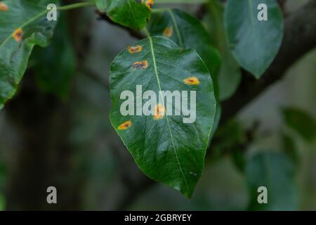 Pear Rust on the leaves of a pear tree. Stock Photo