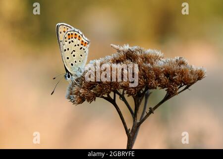 European Common Blue butterfly female, sitting motionless on dry grass at sunset. Blurred light colorful background. Genus Polyommatus icarus. Stock Photo