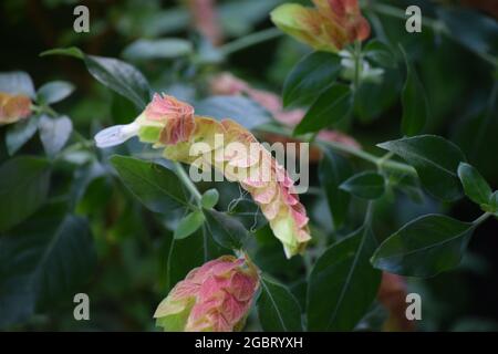 the beautiful red Shrimp plant Stock Photo