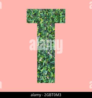 Alphabet letters of shape T in green leaf style on pastel pink background for design in your work. Stock Photo