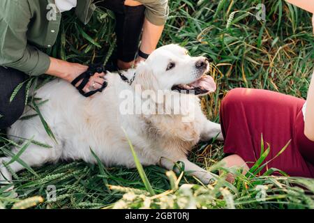 Large white dog is resting with his owners among green spikelets in summer on walk. Walking in fresh air. Maintenance and care of animals. Healthy lif Stock Photo