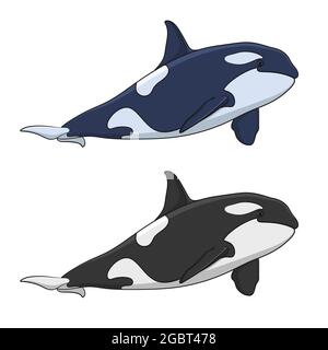 Color image of a killer whale. Isolated vector objects on white background. Stock Vector