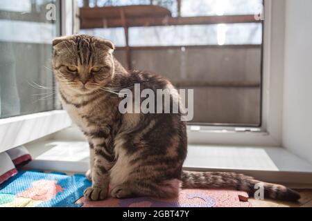 Sad Scottish fold cat sitting near the open door and basking in the spring sunshine. Depression in pets. Psychological concept.  Stock Photo