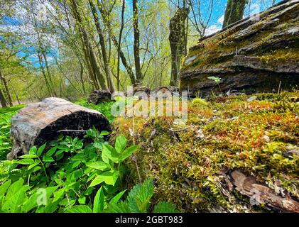 A tree trunk with moss in a spring meadow in the forest between logs and greenery.The trunk of a tree, overgrown with moss and forest plants, lies on Stock Photo