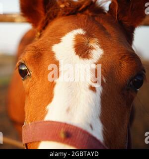 Portrait of a brown horse with white spots, close-up face. Stock Photo