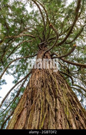 large tree in the grounds of dumfries house in ayrshire, scotland, uk Stock Photo