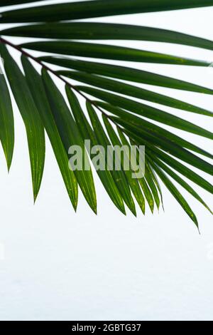 Green palm leaf texture on white background Stock Photo