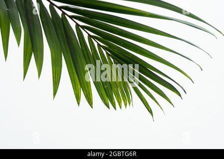 Green palm leaf texture on white background Stock Photo