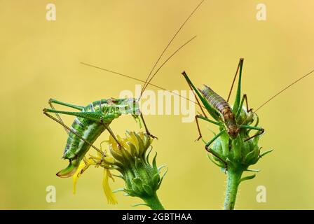 Two speckled bush crickets grasshoppers sitting on meadow flower at sunset. Blurred light background, closeup. Genus species Leptophyes punctatissima. Stock Photo