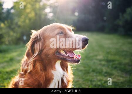 Portrait of happy dog in the countryside. Nova Scotia Duck Tolling Retriever on meadow at sunset. Stock Photo