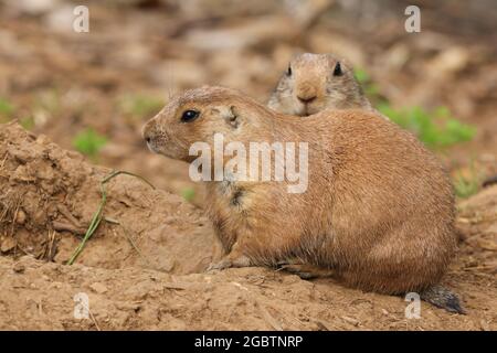 Prairie Dog (Cynomys) sitting in the summer sunshine Stock Photo