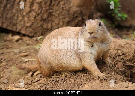 Prairie Dog (Cynomys) sitting in the summer sunshine Stock Photo