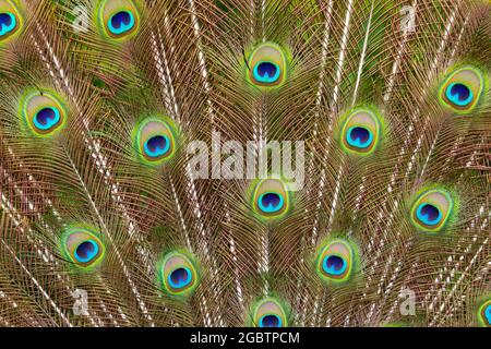 Close up detail of a male peacock's tail feathers shining in the sunshine Stock Photo