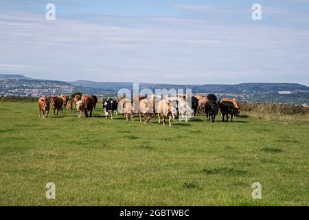 A herd of cows and calves being moved to an adjacent field on an upland farm during summer in West Yorkshire Stock Photo